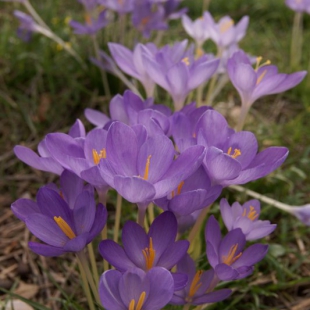 Crocus goulymyi